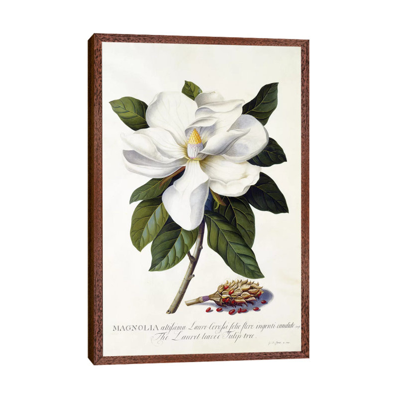 Magnolia Grandiflora, C.1743 1 Piece Painting on Canvas, 66.04 cm H x 45.72 cm W, Classic Brown Wood Framed