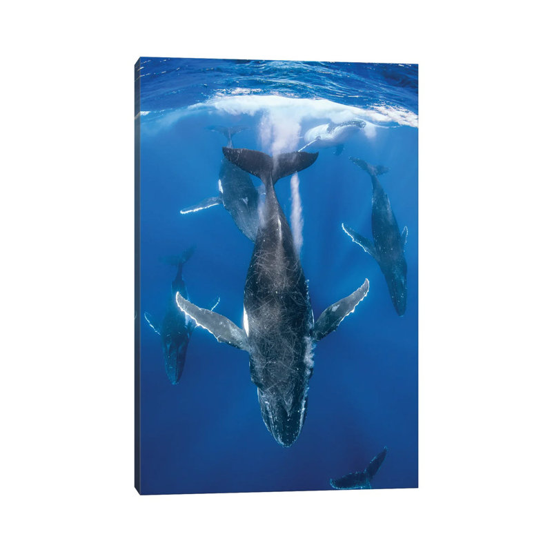 Humpback Whale Heat Run by Jordan Robins - Wrapped Canvas Print, 20.32 cm H x 30.48 cm W