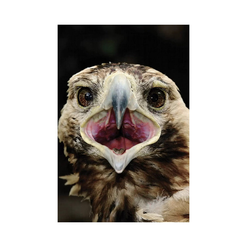 Eagle by Goran Anastasovski - Wrapped Canvas Print, 45.72cm H x 30.48cm W x 1.905cm D