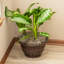 Soucoupe en plastique transparent Eller