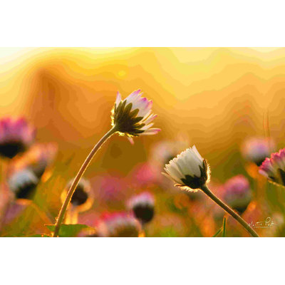 Marguerites