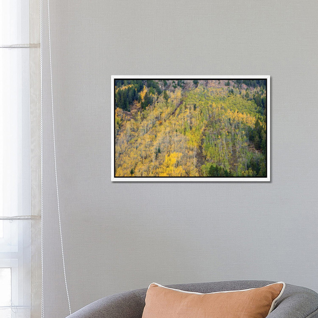 Aspens In Autumn von Bill Sherrell - Galerie-verpackte Leinwand Giclée auf Leinwand