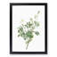 White Downy Rose by Pierre-Joseph Redoute - Picture Frame Art Prints-55612967-55612976