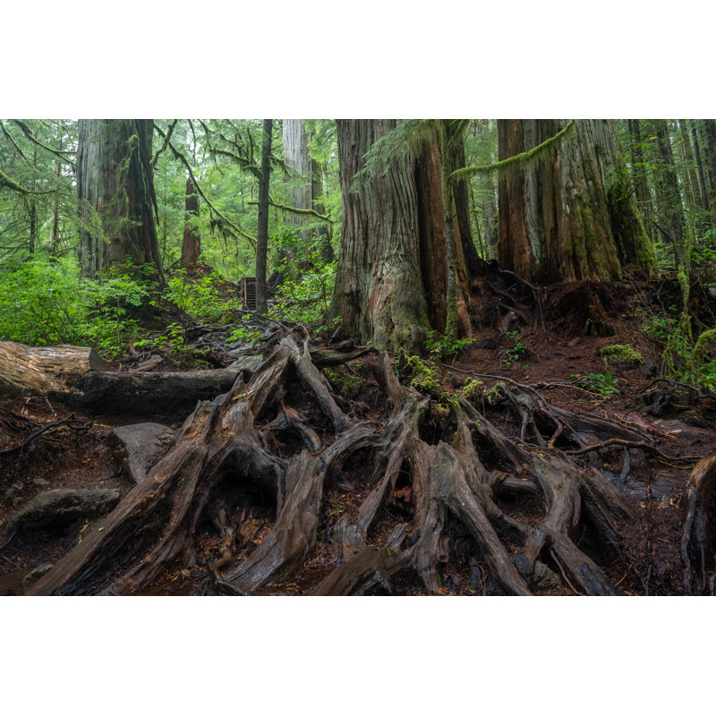 «Avatar Grove Vancouver Island» par Davemantel, H 20 po x l 30 po