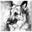 «German Shepherd», impression sur toile-66812599-66812601