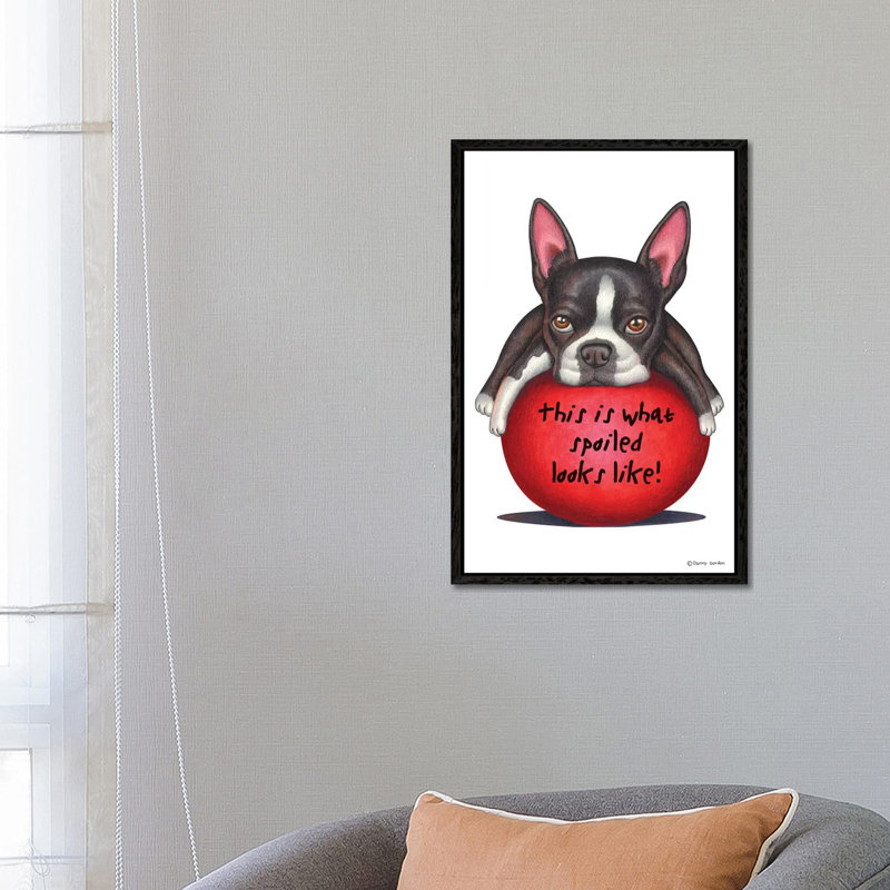 Boston Terrier Spoiled Looks Like by Danny Gordon - Print on Canvas, Black Framed, 66.04 cm H x 45.72 cm W