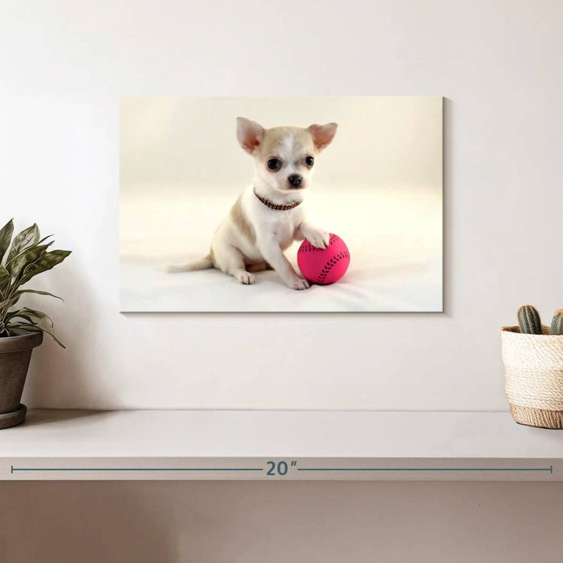 Chihuahua sportif Brampt, H 8 po x l 12 po