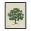 Meadow Tree Iii Print