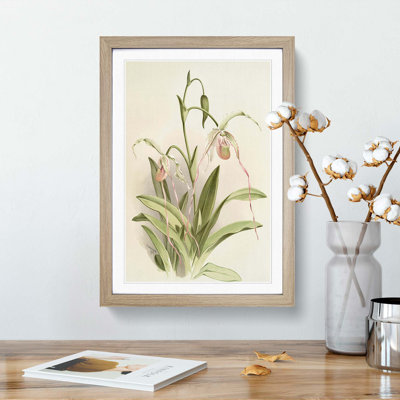 Magnolia Flowers Illustration Tab. 16 by Frederick Sander - Picture Frame Painting Print