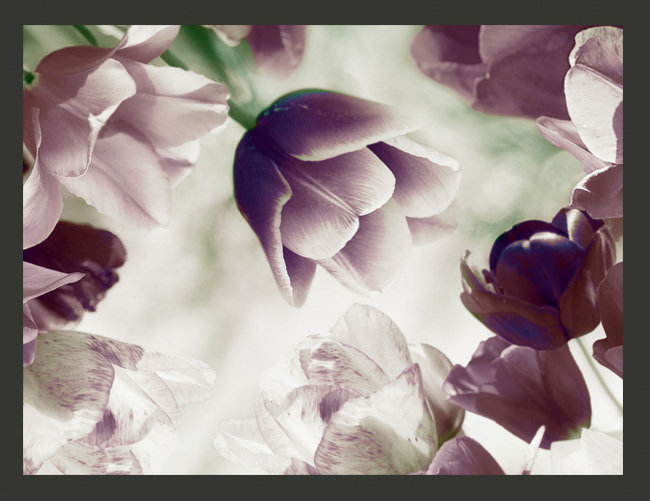 Heavenly Tulips 1.93m x 250cm Wallpaper, 300 cm x 231 cm