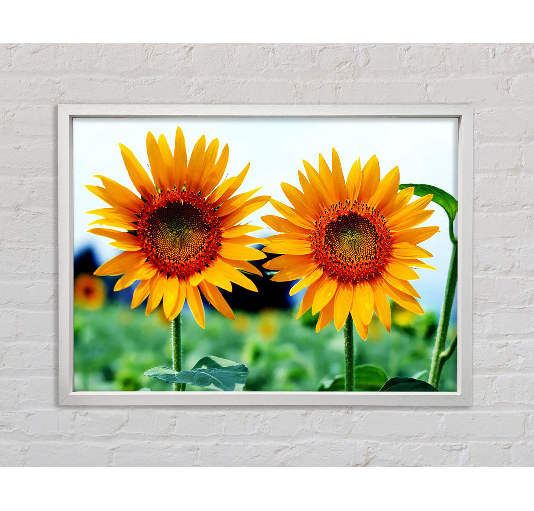 Twin Sunflowers - Einzelner Bilderrahmen Kunstdrucke auf Leinwand