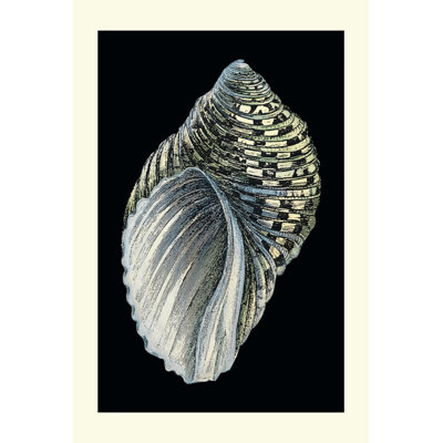 Treasures Of The Sea III by Pierre Redoute - Wrapped Canvas Print