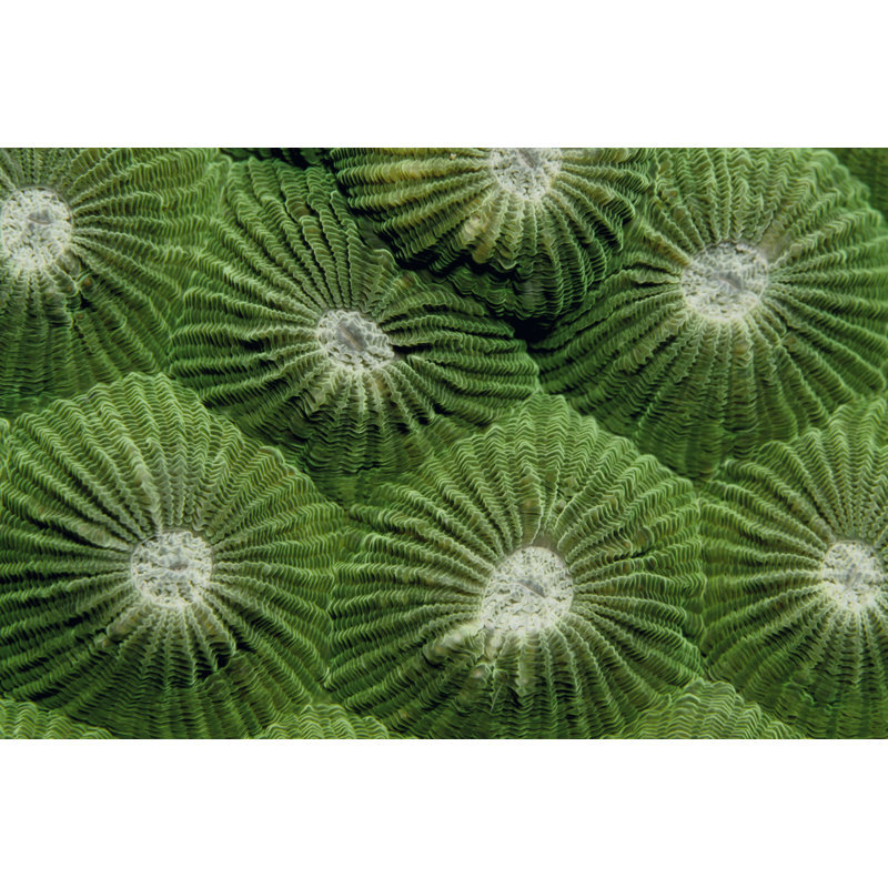 Greenlicious - Thailand by Beverly Factor - Wrapped Canvas Print, 30cm H x 46cm W