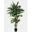 Arbre ficus en pot