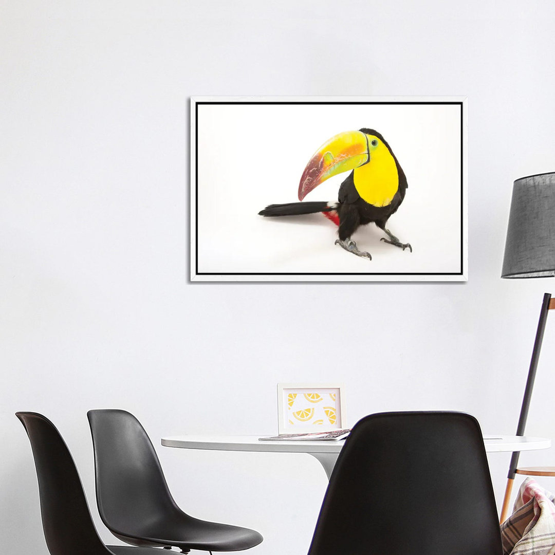 A Keel-Billed Toucan At Tracy Aviary von Joel Sartore - Gallery-Wrapped Canvas Giclée on Canvas