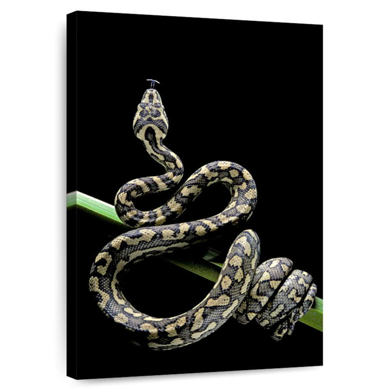 Poised Carpet Python, 12" H x 8" W