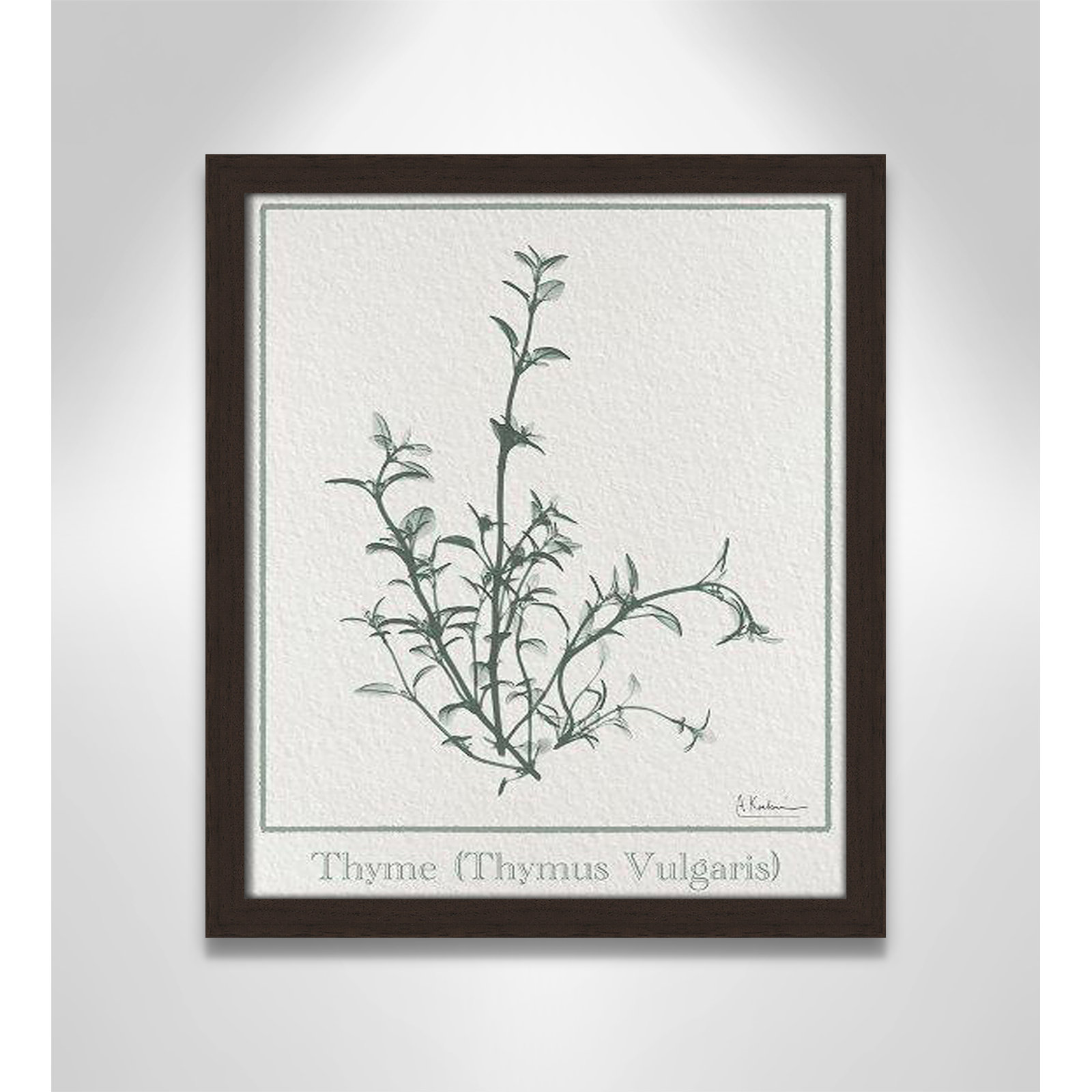 Jeanette "Thymus Vulgaris" Print, 15" H x 13" W x 1.25" D, Open Grain Walnut Framed Paper
