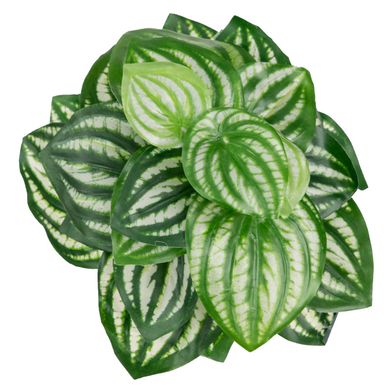 Feuilles de melon d'eau