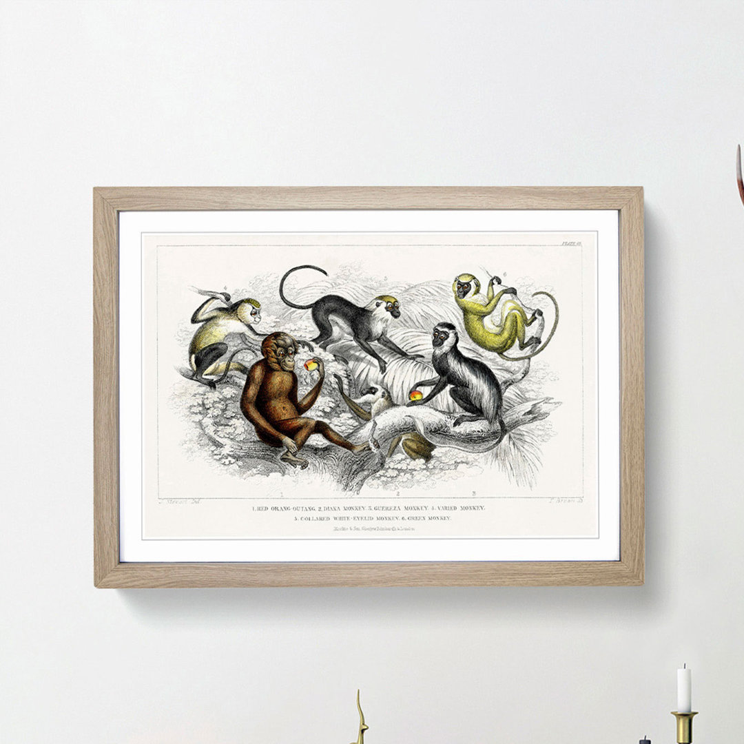 Orangutan and Monkeys by Oliver Goldsmith - Framed Print