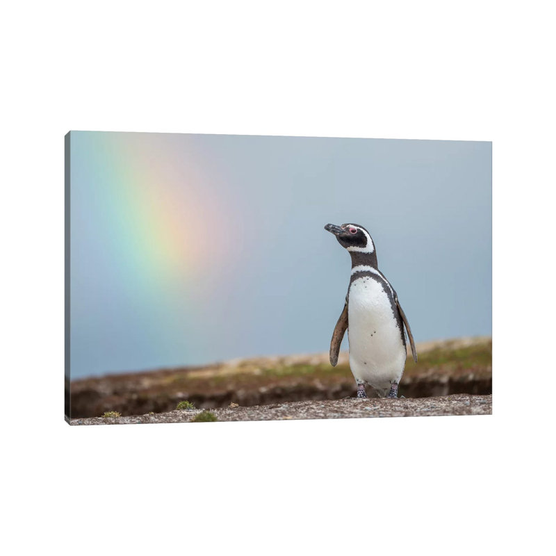 Magellanic Penguin, Falkland Islands. 1 Piece Wrapped Canvas Wall Art, 20.32 cm H x 30.48 cm W