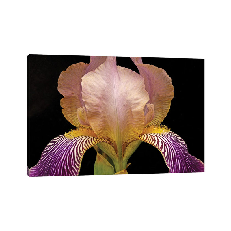 Iris Colours 1 Piece Wrapped Canvas Wall Art