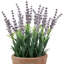 10 plantes