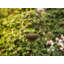 SPARROW Iron Birdbath