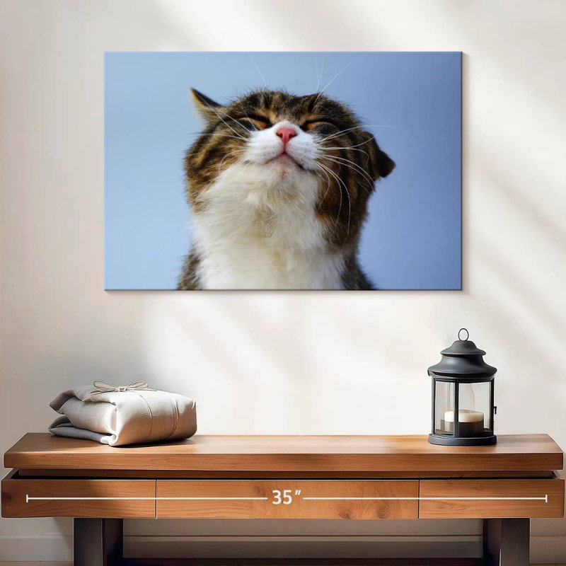 Chat rafraîchi, H 16 po x l 24 po