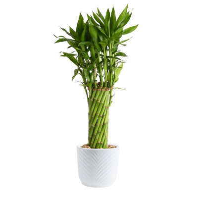 Bamboo Plant in Planter