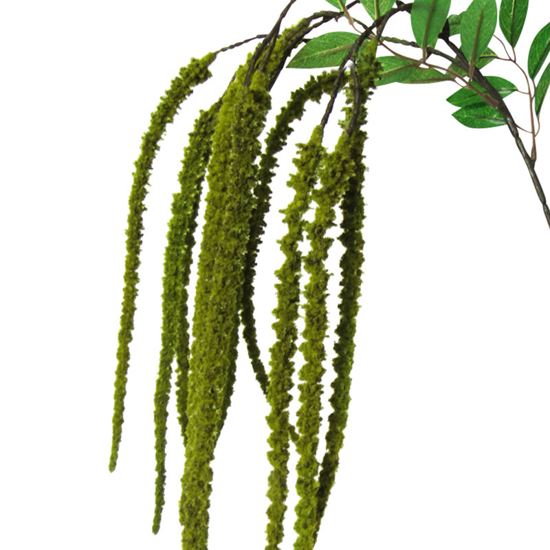 Tige de fleur d'amaranthe, Vert