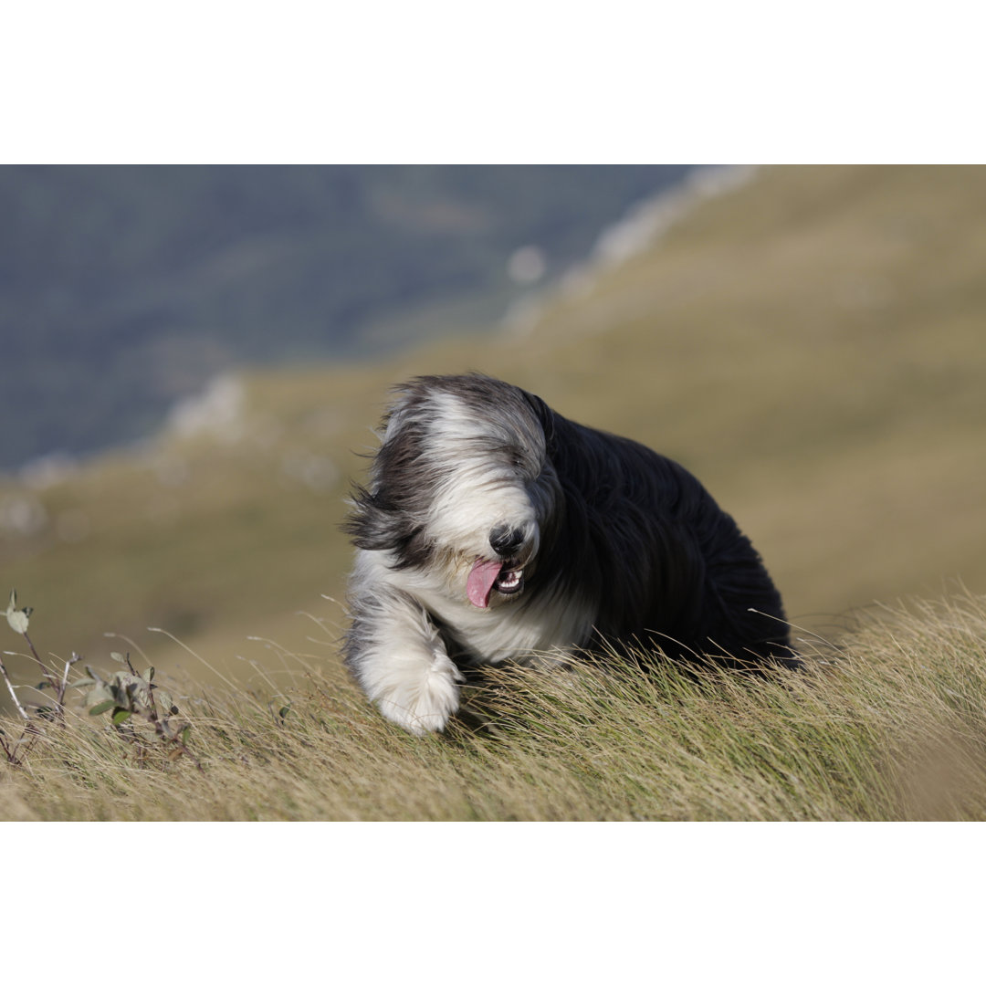 Hund von S5iztok - Kunstdrucke auf Leinwand ohne Rahmen