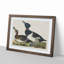 Ring-Necked Ducks by John Audubon - Picture Frame Painting Print-55598221-55598223
