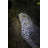 Northern Goshawk Standing on Rock Statue