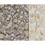 Tapis brun et beige noué à la main de haute qualité