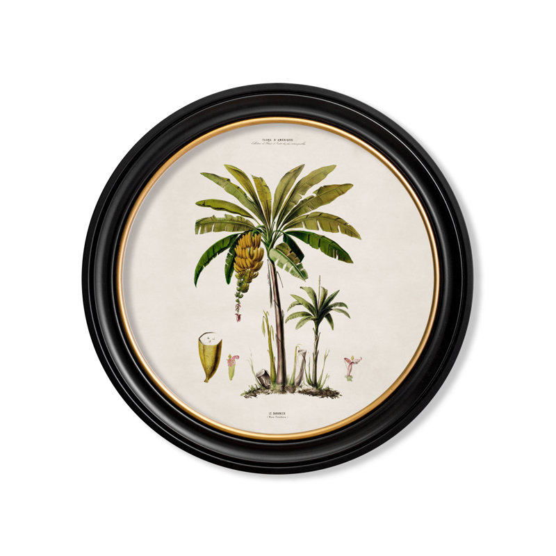 Banana Palm by Mid-1800s - Single Picture Frame Print on Archival Matt 230gsm Paper