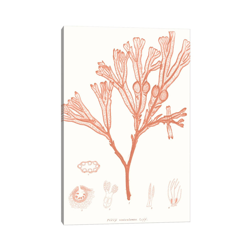 Vivid Coral Seaweed III by Vision Studio - Wrapped Canvas Print, 66.04 cm H x 45.72 cm W x 3.175 cm D