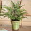 Maidenhair Drop-in 18"