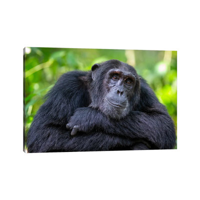 Chimpanzee Crossed Arms Uganda by Mogens Trolle - Wrapped Canvas Print