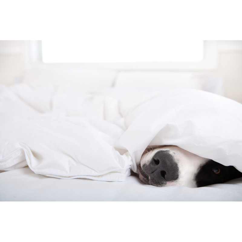 Dog Under Duvet Cover by Christopherbernard, 8" H x 12" W