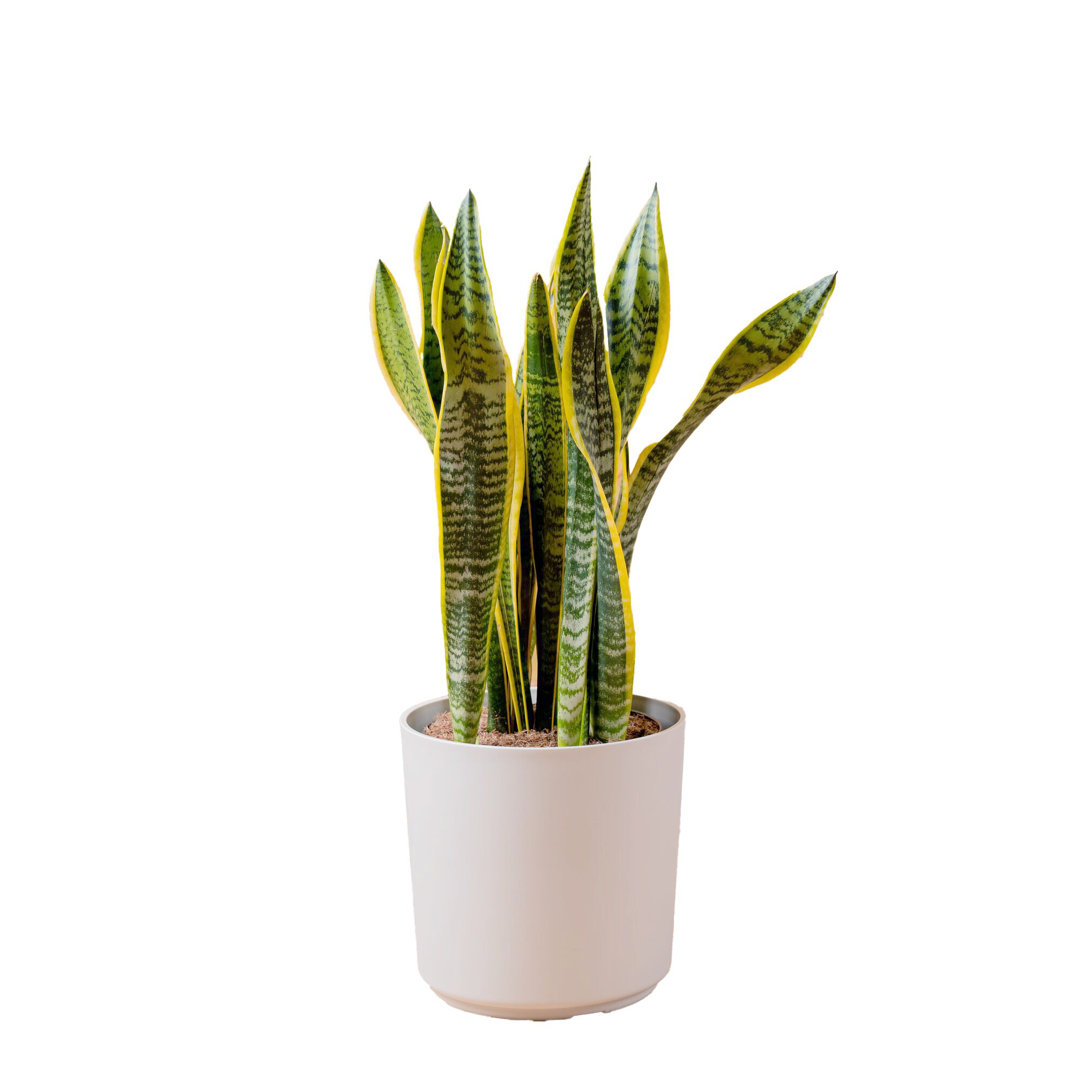 Costa Farms Indoor Snake Plant Sansevieria Laurentii House Plant in 10-inch Décor Pot Costa Farms