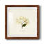 " Cornales Hydrangea II "-1692626668-1692626669-1692634648