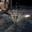 Arbres et branches alpins éclairés-277961691