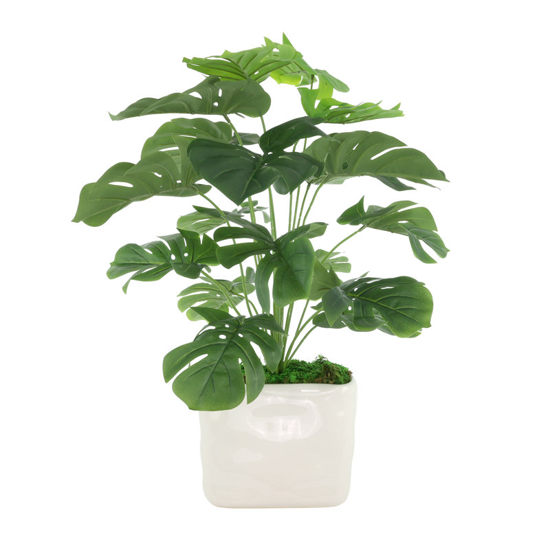 Split Leaf Philo Arrangement in a Ceramic Pot