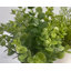 Fausse plante en pot 10 po