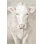«Flossie Neutral» par Danhui Nai, reproduction d'art sur toile