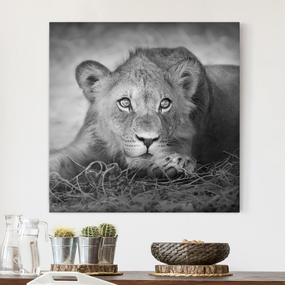 Leinwandbild Lurking Lion Cub