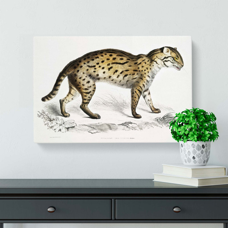 Viverrine Cat Illustration by John Edward Gray - Wrapped Canvas, 50cm H x 76cm W x 3cm D