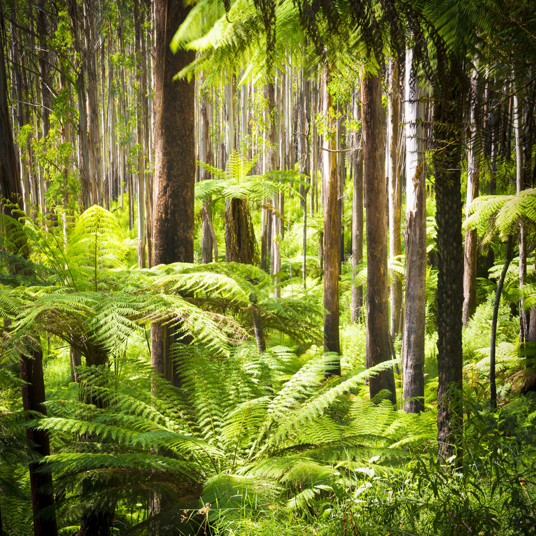 Leinwandbild Fern Forest von Thp Creative