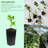 Tameiko Pot Planter-1811541192