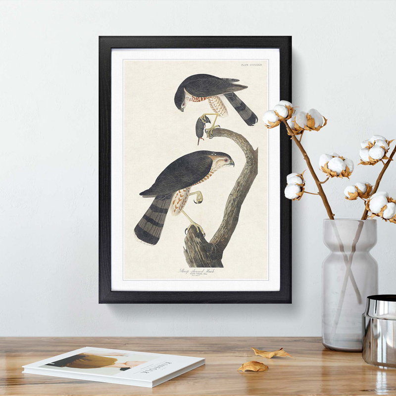 Sharp-Shinned Hawks by John Audubon - Picture Frame Painting Print, Black Framed, 65cm H x 48cm W x 2cm D